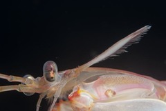 Pterygosquilla capensis