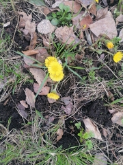 Tussilago farfara