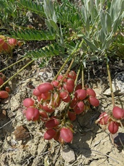 Astragalus suprapilosus