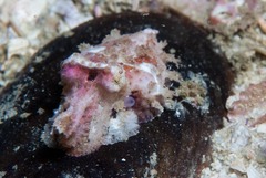 Sepia pulchra