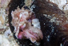 Sepia pulchra