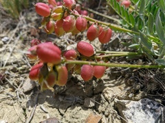 Astragalus suprapilosus