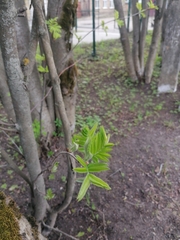 Sorbus aucuparia