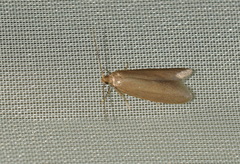Agnoea subochreella