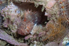 Coccotropsis gymnoderma