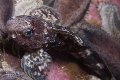 Parablennius cornutus