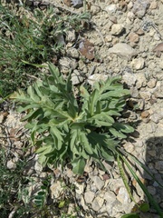 Glaucium corniculatum