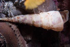 Turritella carinifera