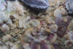 Calyptotheca nivea