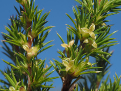 Cliffortia pterocarpa
