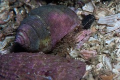 Calcinus guamensis