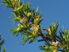 Cliffortia pterocarpa