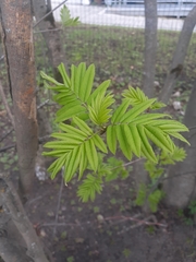 Sorbus aucuparia