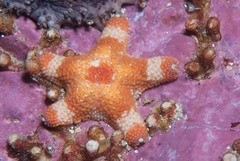 Callopatiria formosa