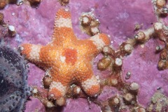Callopatiria formosa