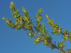 Cliffortia pterocarpa