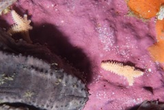 Allostichaster capensis