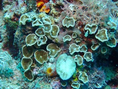 Palythoa heliodiscus