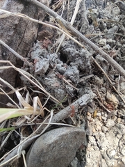 Aphaenogaster sardoa