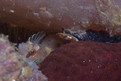 Pavoclinus profundus