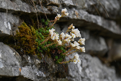 Saxifraga marginata