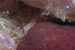 Pavoclinus profundus