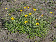 Arctotis schlechteri