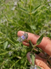 Nepeta parviflora