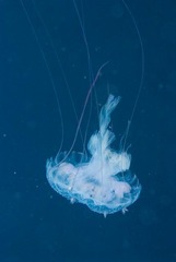 Pelagia noctiluca