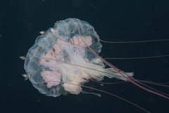 Pelagia noctiluca