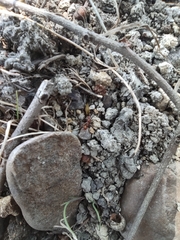 Aphaenogaster sardoa