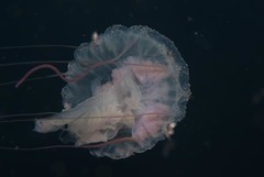 Pelagia noctiluca