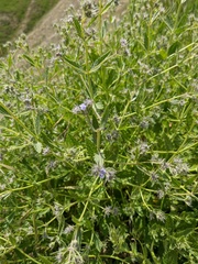 Nepeta parviflora