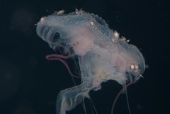 Pelagia noctiluca