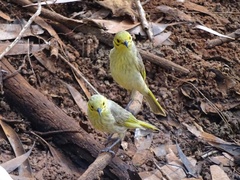 Ptilotula flavescens