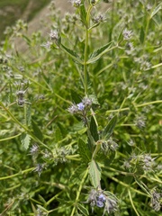 Nepeta parviflora