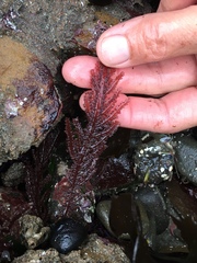 Neoptilota densa