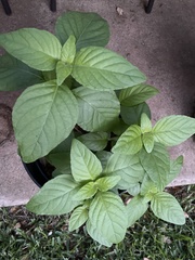 Ruellia drummondiana