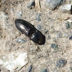 Selatosomus aeneus