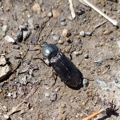 Selatosomus aeneus