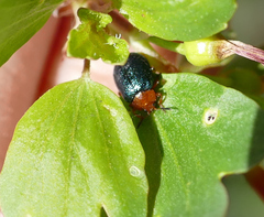 Plagiodera arizonae
