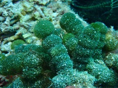Tydemania expeditionis