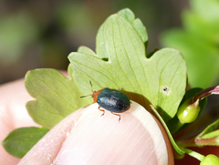 Plagiodera arizonae