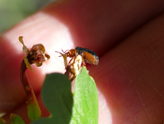 Plagiodera arizonae