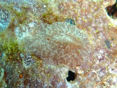 Asteronotus mimeticus