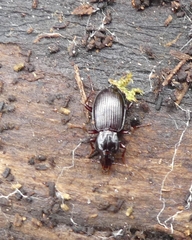 Gastrellarius honestus