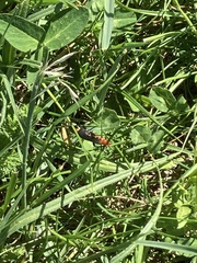 Cantharis fusca