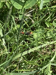 Cantharis fusca