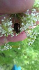 Chrysolina oricalcia