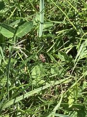 Cantharis fusca